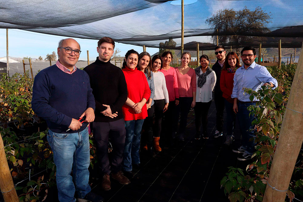 Proyecto de Innovación Agraria de Cultivo del Frambueso: impulso para el futuro