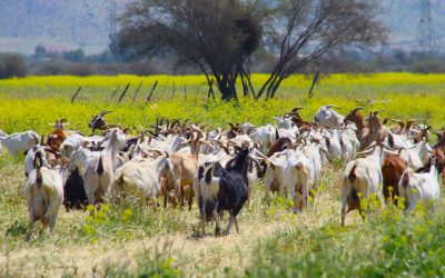 Programa de Fortalecimiento del Sector Lácteo Caprino: productos más sanos y atractivos