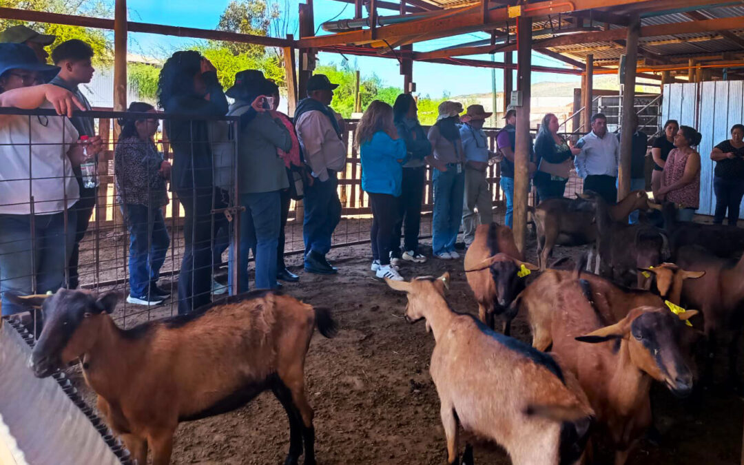 Crianceros caprinos conocen innovadoras experiencias en gira técnica a Ovalle